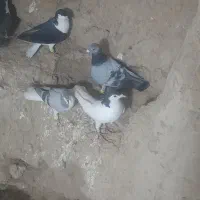 کفتر خال