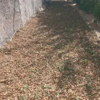 پوست بادم  تر