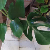 گلهای خانگی.مونسترا