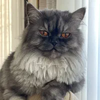 گربه پرشین گمشده