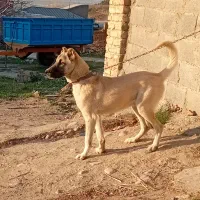 سراب ۱۰ ماهه
