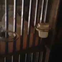 گنجه خروس لاری،،قفس بزرگ