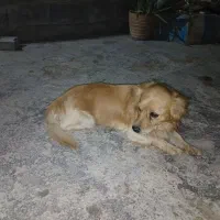 فروش سگ پا کوتاه