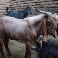 بز نر