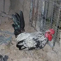 خروس مینیاتوری جوان