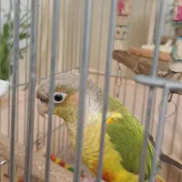 طوطی گرینچیک ماده آناناسی ۱.۵ ساله