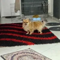 سگ پامرین نر