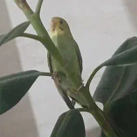 ۲۵۰۰۰۰