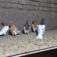 کبوتر رنگی مقبول