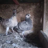 یگ جفت جوجه المان