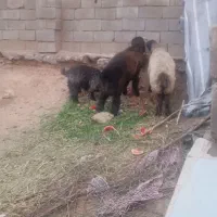 شیشک روزگاری