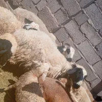 گوسفند