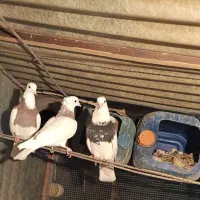 کفتر طوقی فنچ