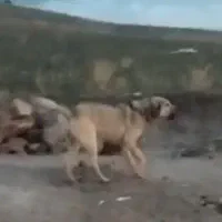 سگ نگهبان