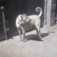 سگ گله|سگ|هشتگرد, گلسار|دیوار
