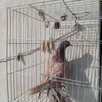 کفتر شهرستانی