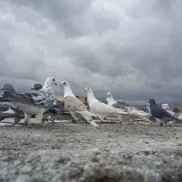 ۳۵ کفتر خوب عالی