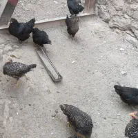 مرغ و خروس