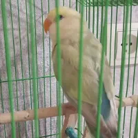 یک عدد طوطی برزیلی خیلی زیبا و کاملا دستی