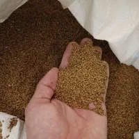 بذر یونجه