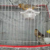 جفت قناری سبز،سقا،گلبسر