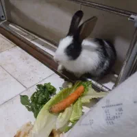 خرگوش باهوش