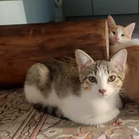 واگذاری بچه گربه