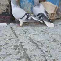 پرنده