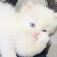 بچه گربه چشم آبی فیروزه ای