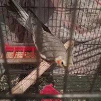 عروس هلندی باجوجه وتکی وجفت