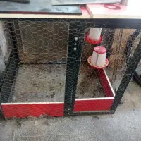 قفس مرغ وخروس زیبا وبا دوام با دونخوری واب خوری