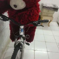 خرس شاسخین بزرگ
