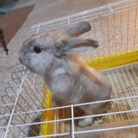 فروش خرگوش