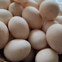 تخم اردک اسرائیلی و محلی