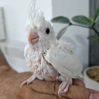 جوجه عروس هلندی
