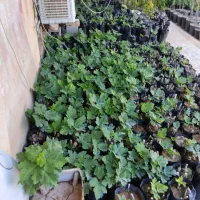 نهال انجیر یکساله عمده