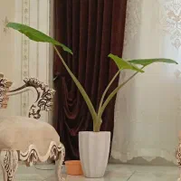 گل باباآدم بزرگ سه برگ