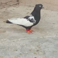 کبوتر|پرنده|شیراز, احمدآباد|دیوار