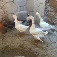 قوغاز یک نر دو تا ماده