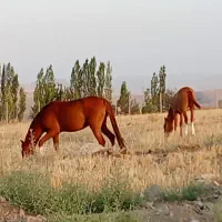 اسب|اسب و تجهیزات اسب‌سواری|اردبیل, |دیوار