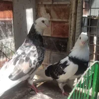 شازده|پرنده|رودان, |دیوار