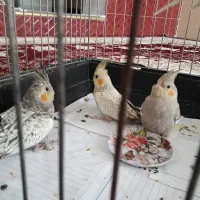 ۶عدد‌عروس‌هلندی‌خوشگل‌دستی