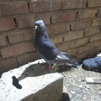 کبوتر|پرنده|محمدیار, |دیوار