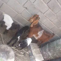 بز پاکستانی دورگ