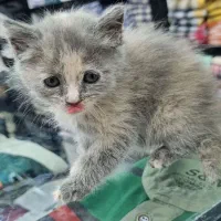 گربه|گربه|شیراز, زند|دیوار
