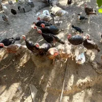 مرغ غاز اردک بوقلمون