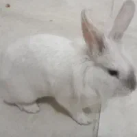 خرگوش نر پشمالو