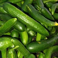 لوبیا سبز ترد و خیار تازه ، ارسال رایگان درب منزل