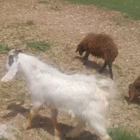 صابرین رومشگان