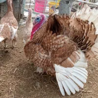 تخم بوقلمون بوربون